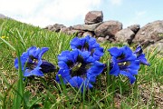 99 Gentiana clusius in fiore